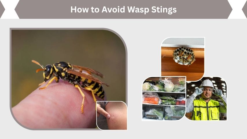 How to Avoid Wasp Stings