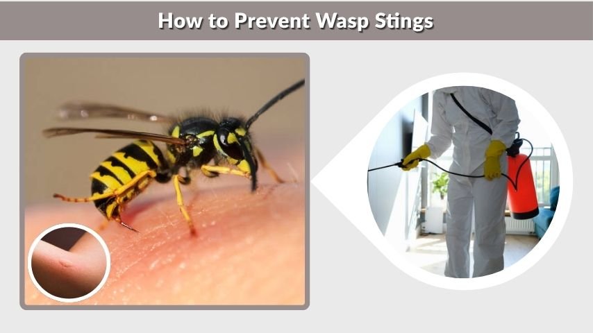 How to Prevent Wasp Stings