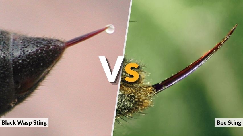 Black Wasp Sting vs Bee Sting