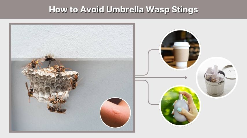 How to Avoid Umbrella Wasp Stings