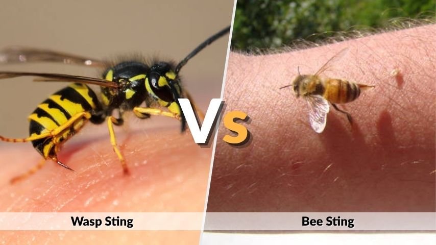 Wasp Sting vs Bee Sting