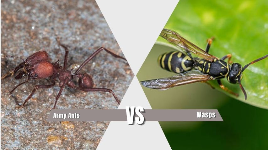 Army Ants vs Wasps