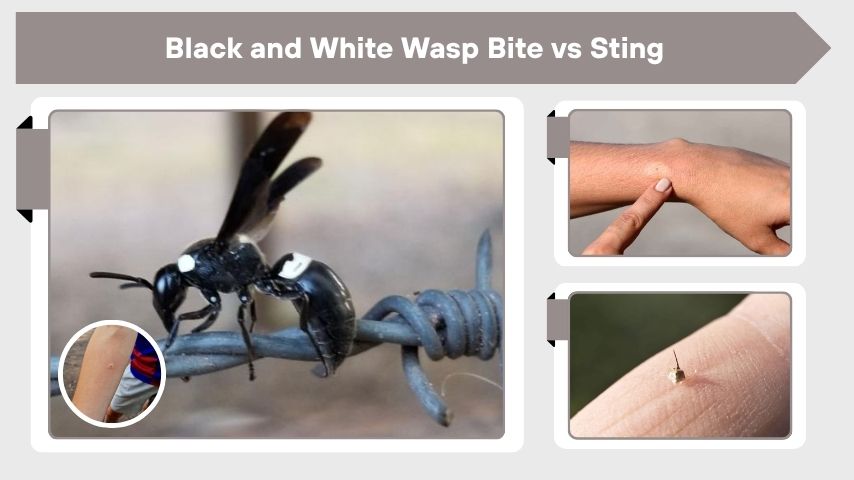 Black and White Wasp Bite vs Sting