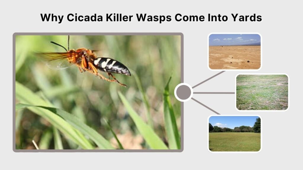 Why Cicada Killer Wasps Come Into Yards