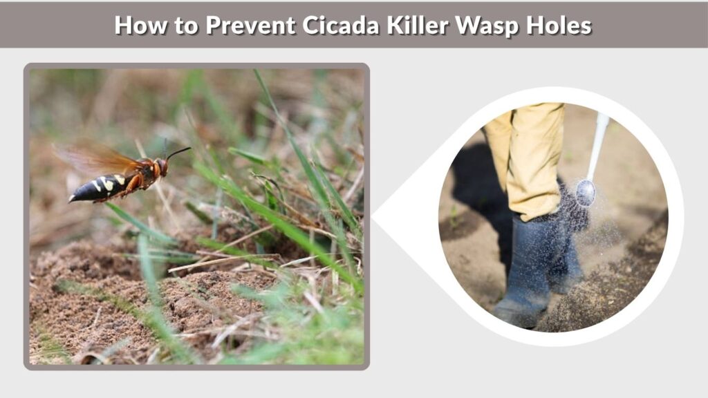 How to Prevent Cicada Killer Wasp Holes