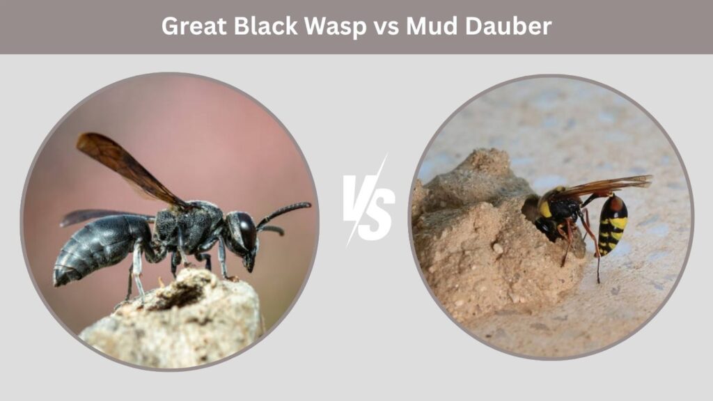 Great Black Wasp vs Mud Dauber