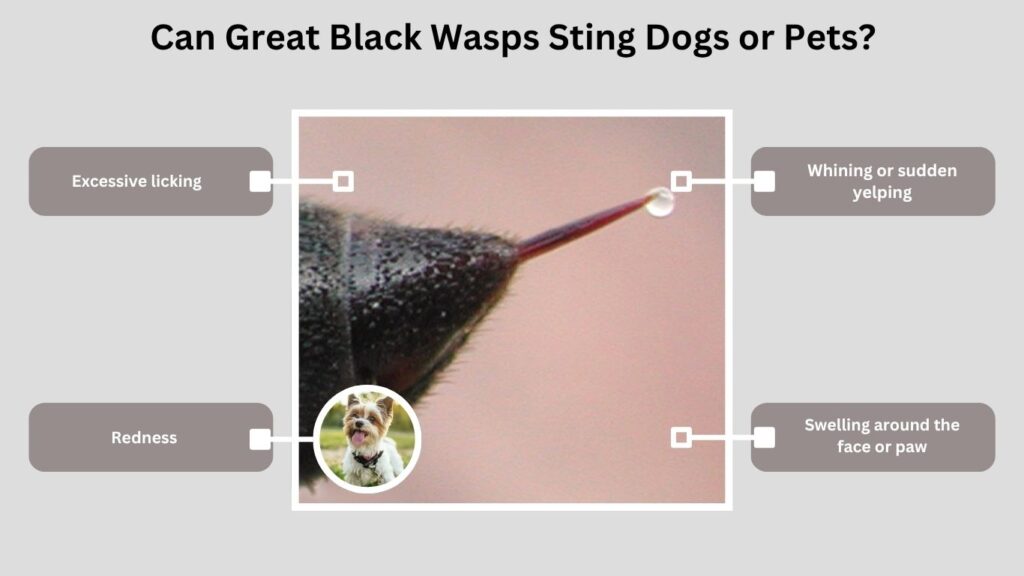 Can Great Black Wasps Sting Dogs or Pets?