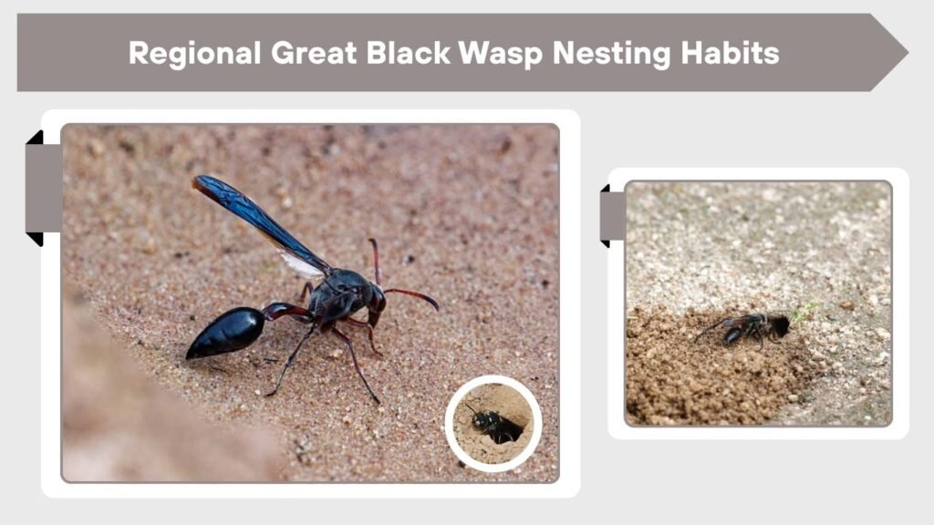 Regional Great Black Wasp Nesting Habits