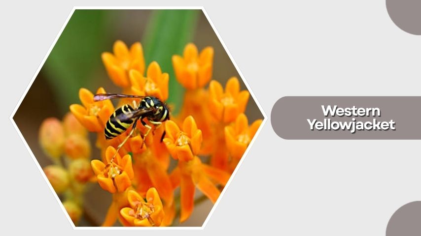 Western Yellowjacket