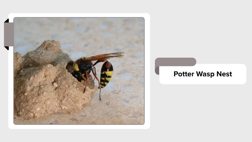 Potter Wasp Nest
