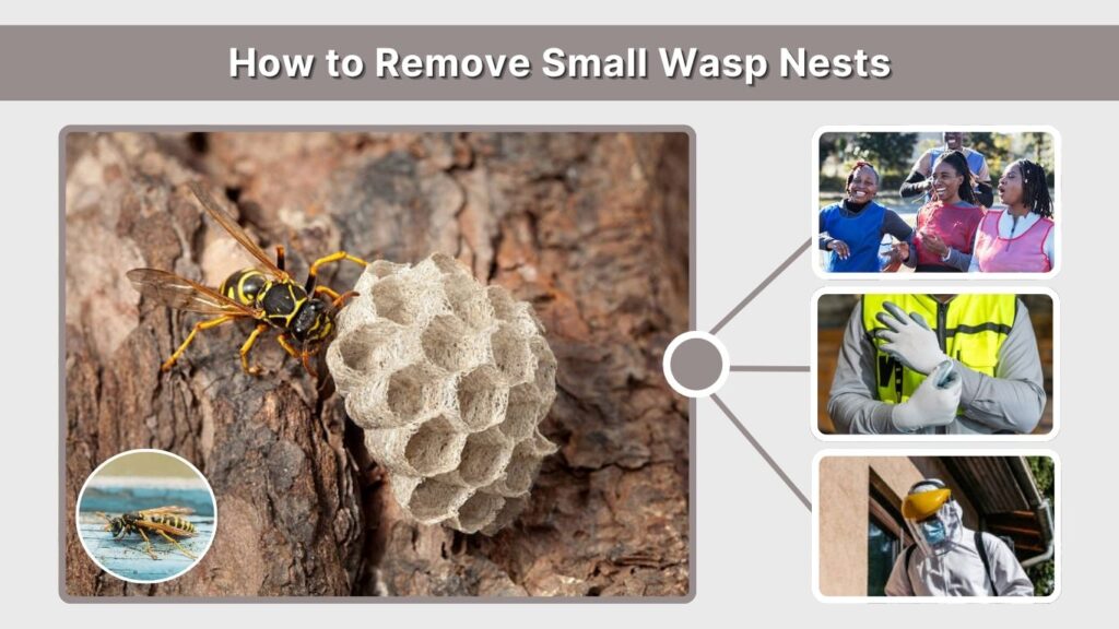 How to Remove Small Wasp Nests