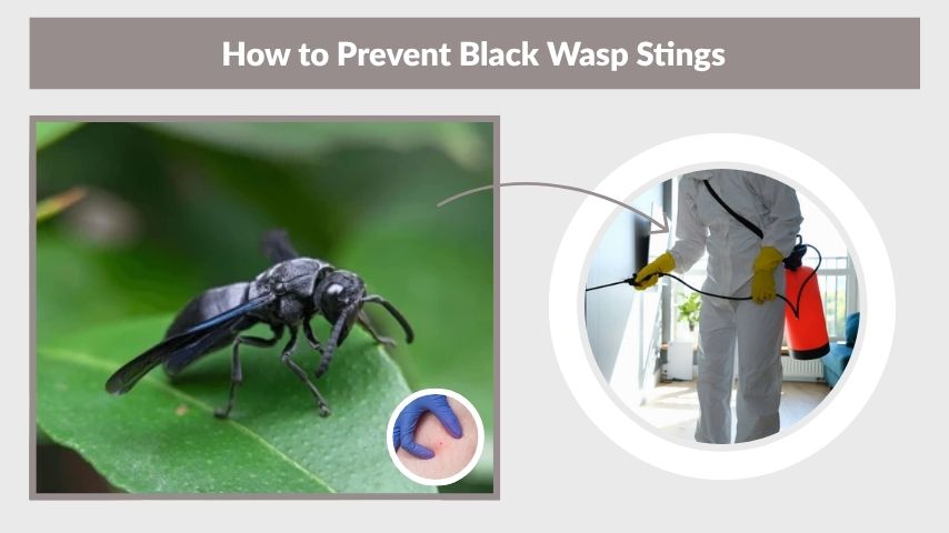 How to Prevent Black Wasp Stings