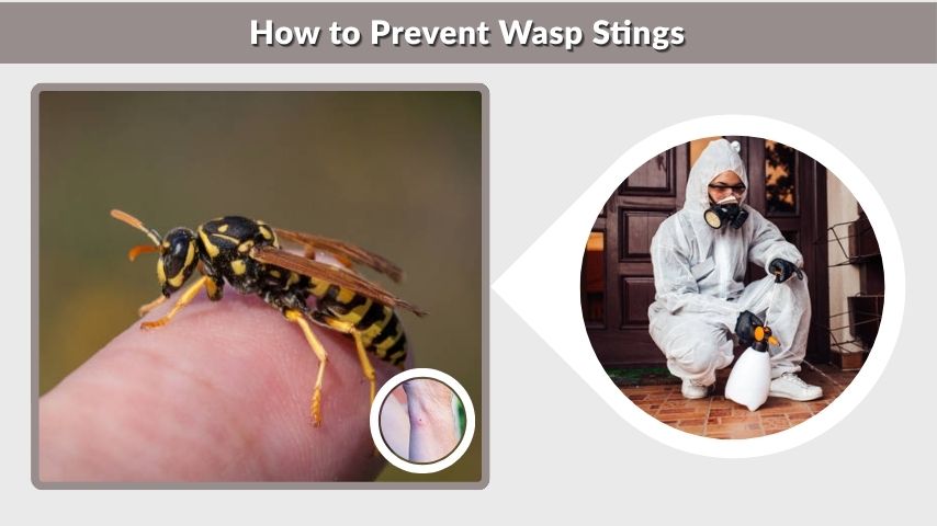 How to Prevent Wasp Stings