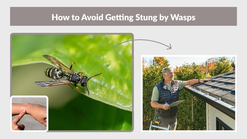 How to Avoid Getting Stung by Wasps
