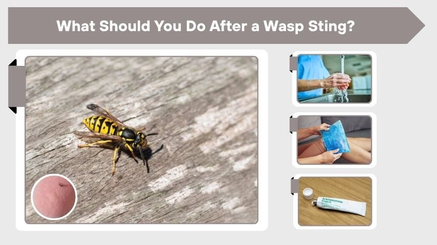 What Should You Do After a Wasp Sting?