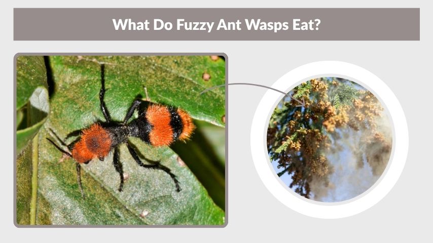 What Do Fuzzy Ant Wasps Eat?