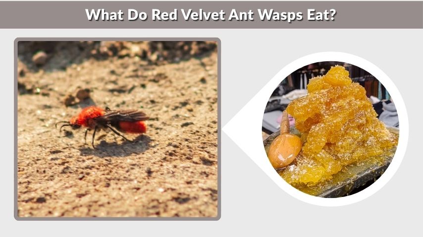 What Do Red Velvet Ant Wasps Eat?