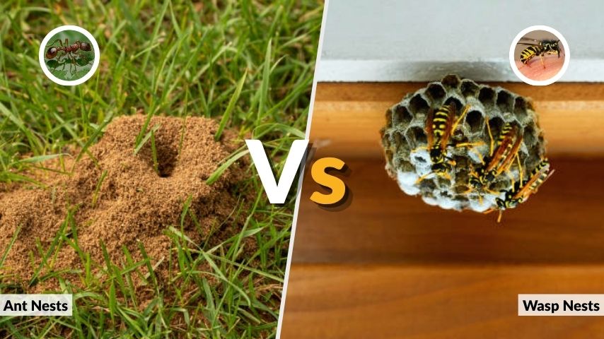 Ant Nests vs Wasp Nests