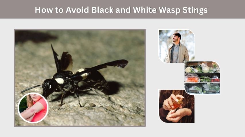 How to Avoid Black and White Wasp Stings