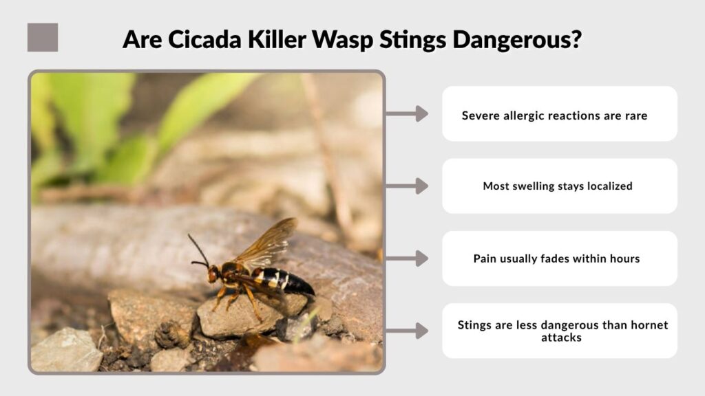 Are Cicada Killer Wasp Stings Dangerous?