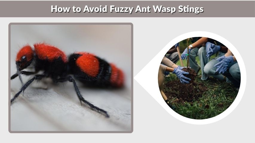 How to Avoid Fuzzy Ant Wasp Stings