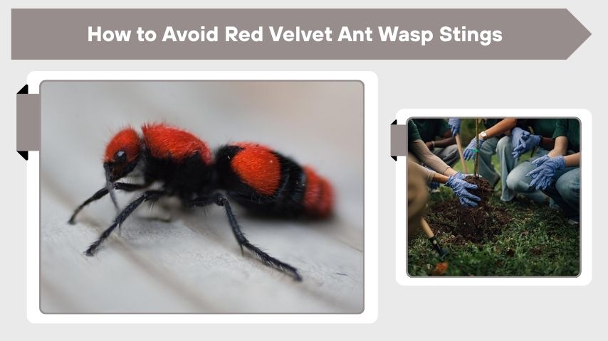 How to Avoid Red Velvet Ant Wasp Stings
