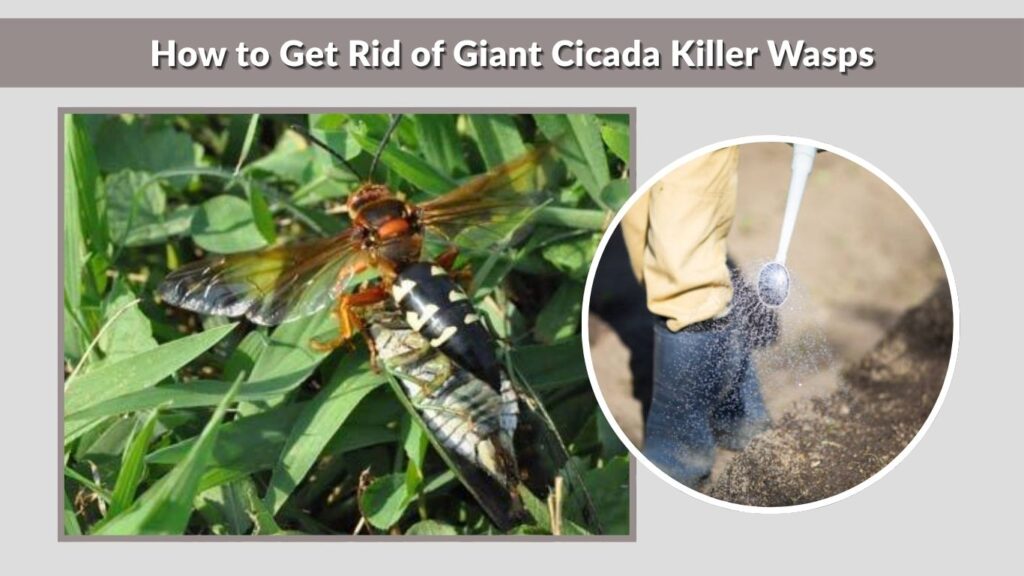 How to Get Rid of Giant Cicada Killer Wasps