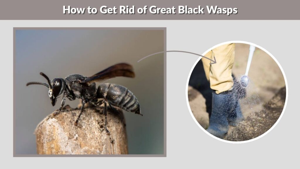 How to Get Rid of Great Black Wasps