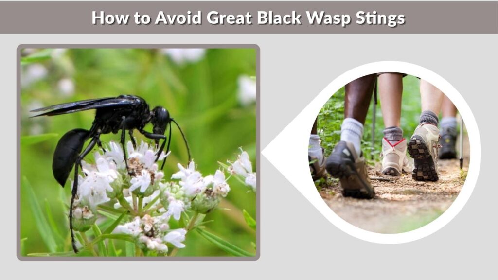 How to Avoid Great Black Wasp Stings