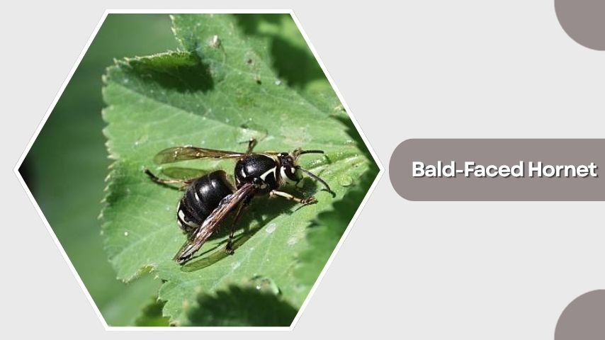 Bald-Faced Hornet