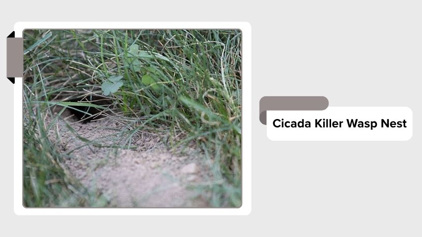 Cicada Killer Wasp Nest