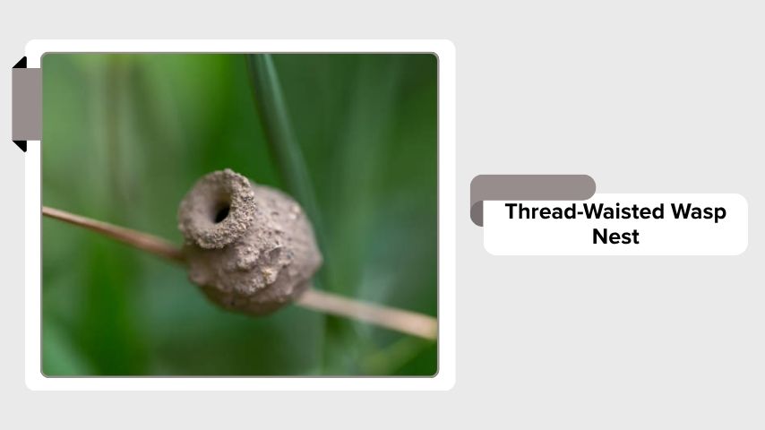 Thread-Waisted Wasp Nest