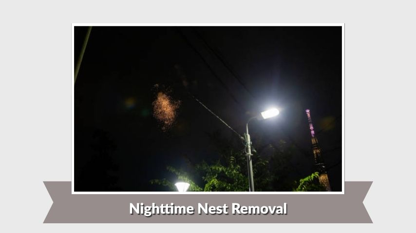 Nighttime Nest Removal