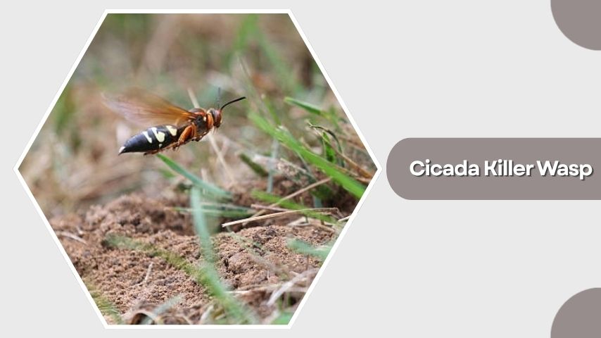 Cicada Killer Wasp