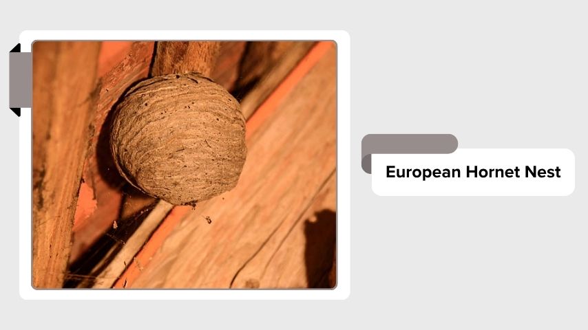 European Hornet Nest