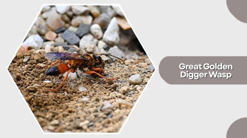 Great Golden Digger Wasp