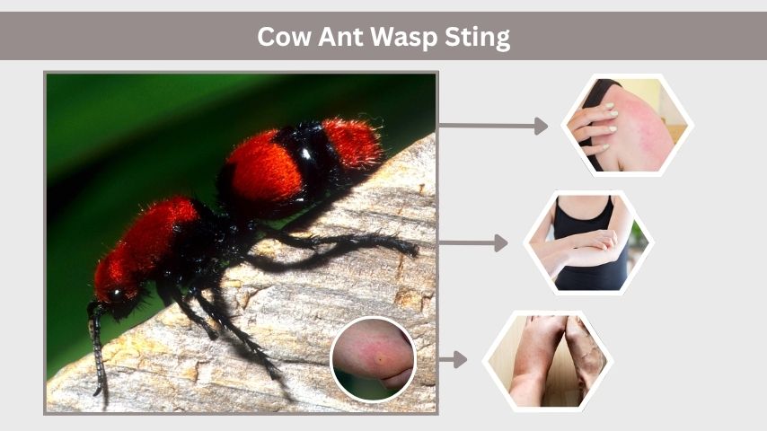 Cow Ant Wasp Sting