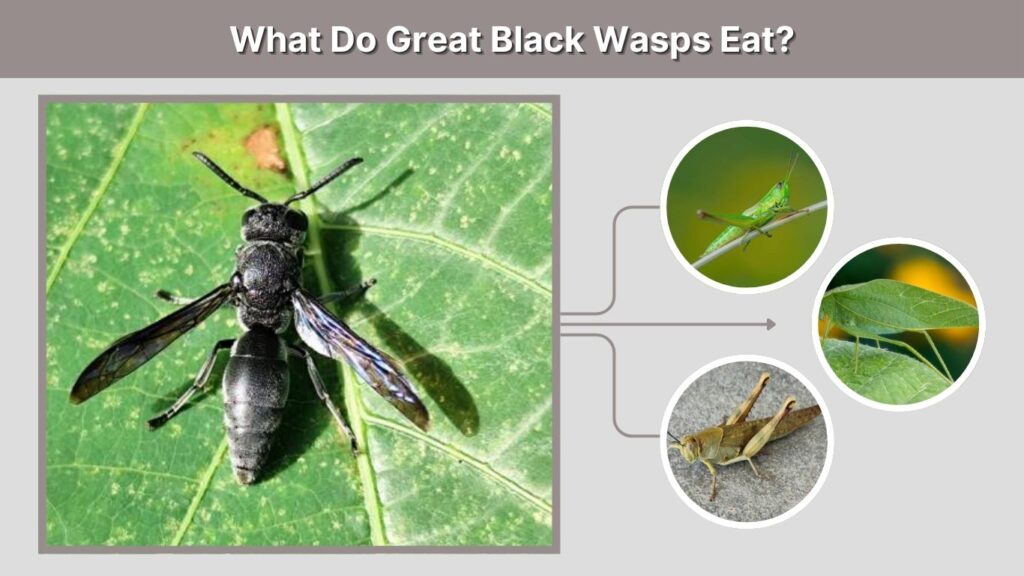 What Do Great Black Wasps Eat?