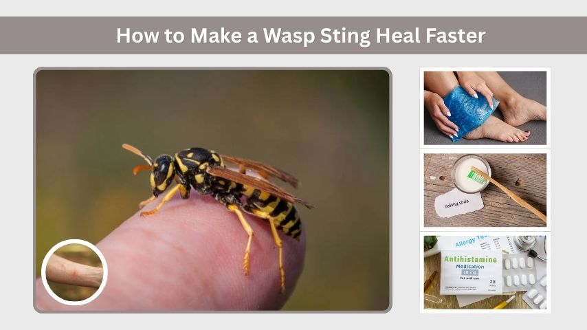 How to Make a Wasp Sting Heal Faster