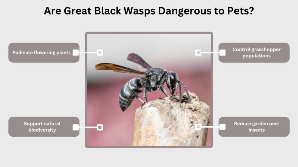 Why Great Black Wasps Matter in Nature