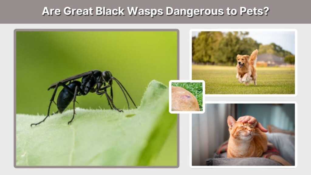 Are Great Black Wasps Dangerous to Pets?
