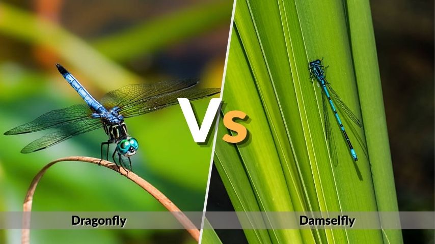 Dragonfly vs Damselfly: Wings, Eyes, and Body Differences