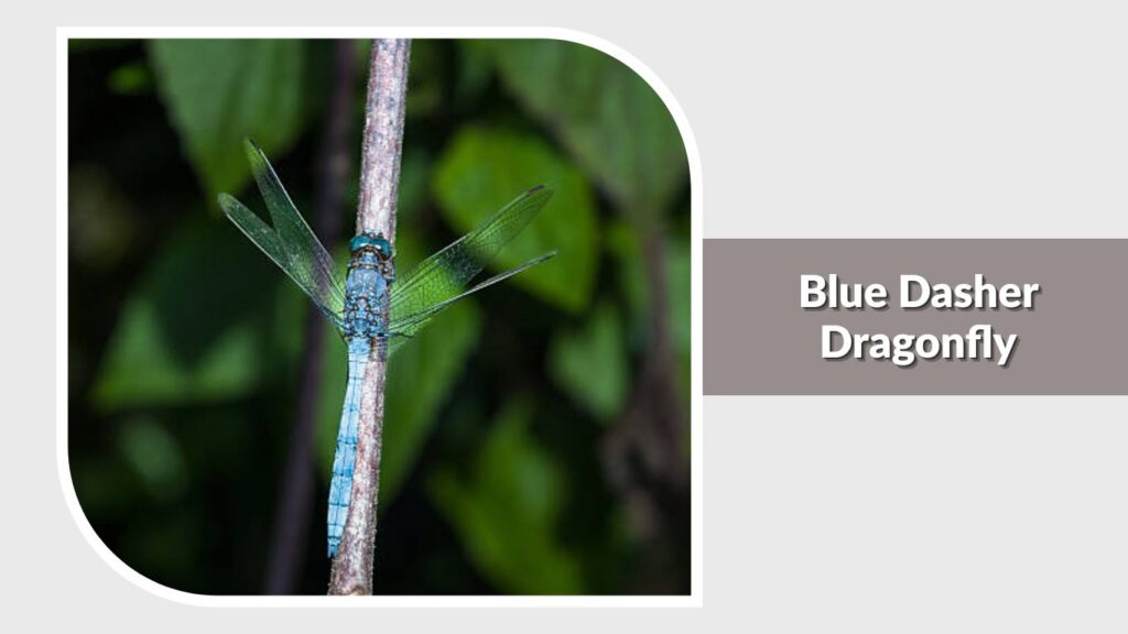 Blue Dasher Dragonfly