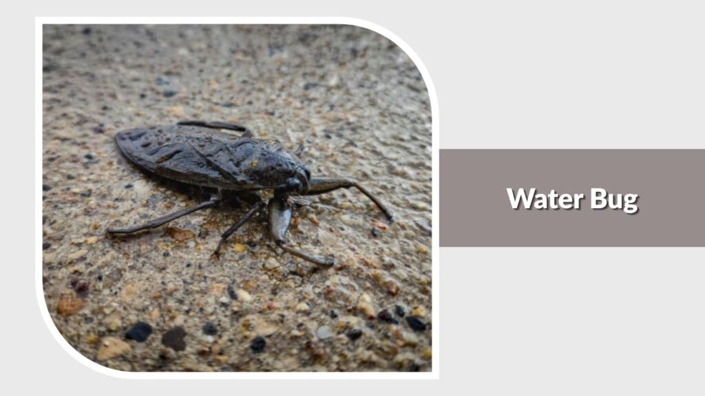 Water Bug