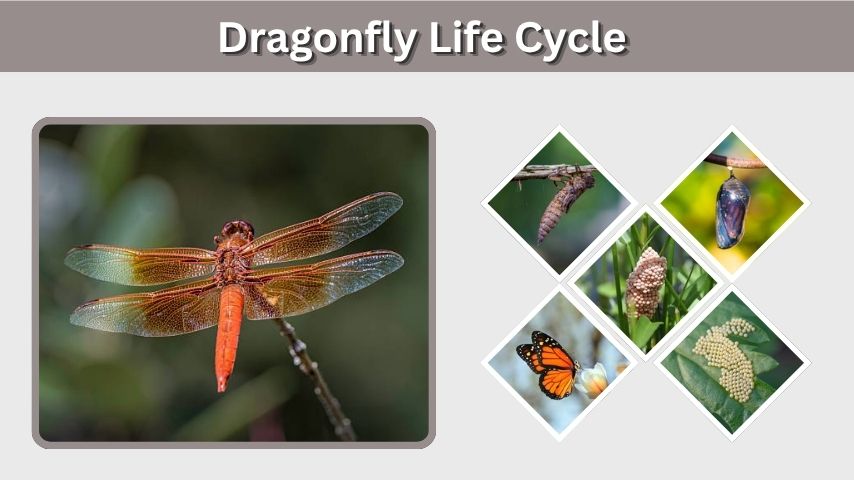 Dragonfly Life Cycle: Stages, Timeline, and Facts