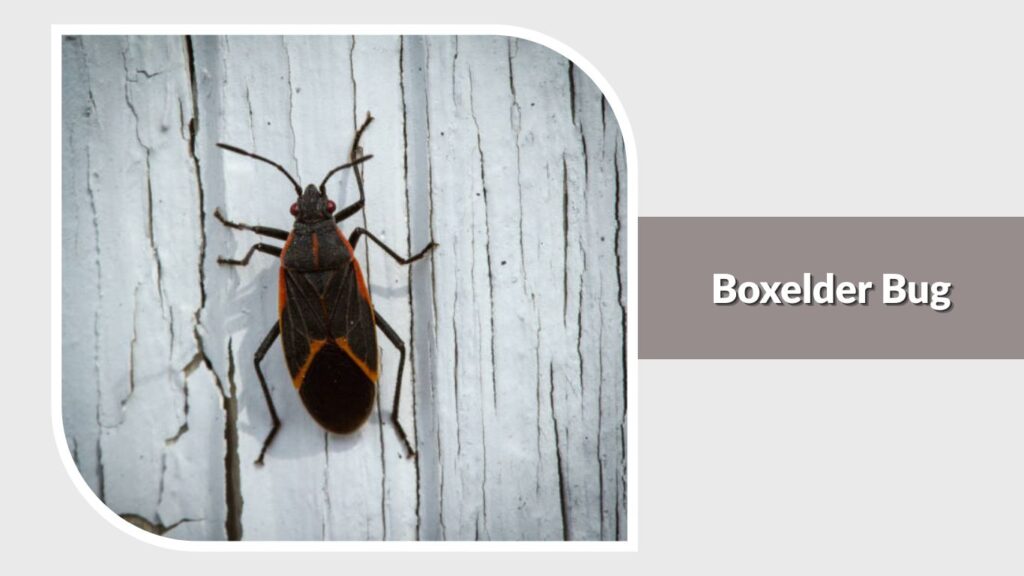 Boxelder Bug
