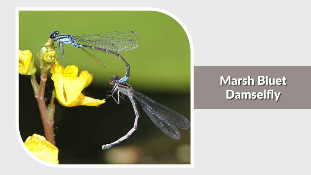 Marsh Bluet Damselfly