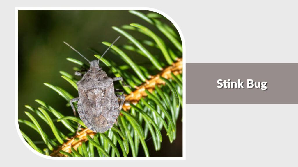 Stink Bug