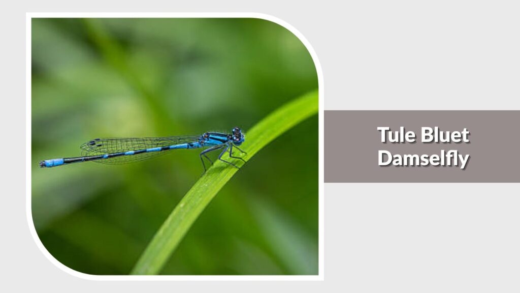 Tule Bluet Damselfly