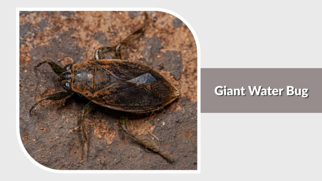 Giant Water Bug